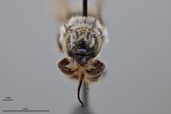 Media type: image;   Entomology 790844 Aspect: head frontal view